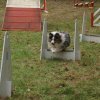 foire-haricots 2011-09-17et18